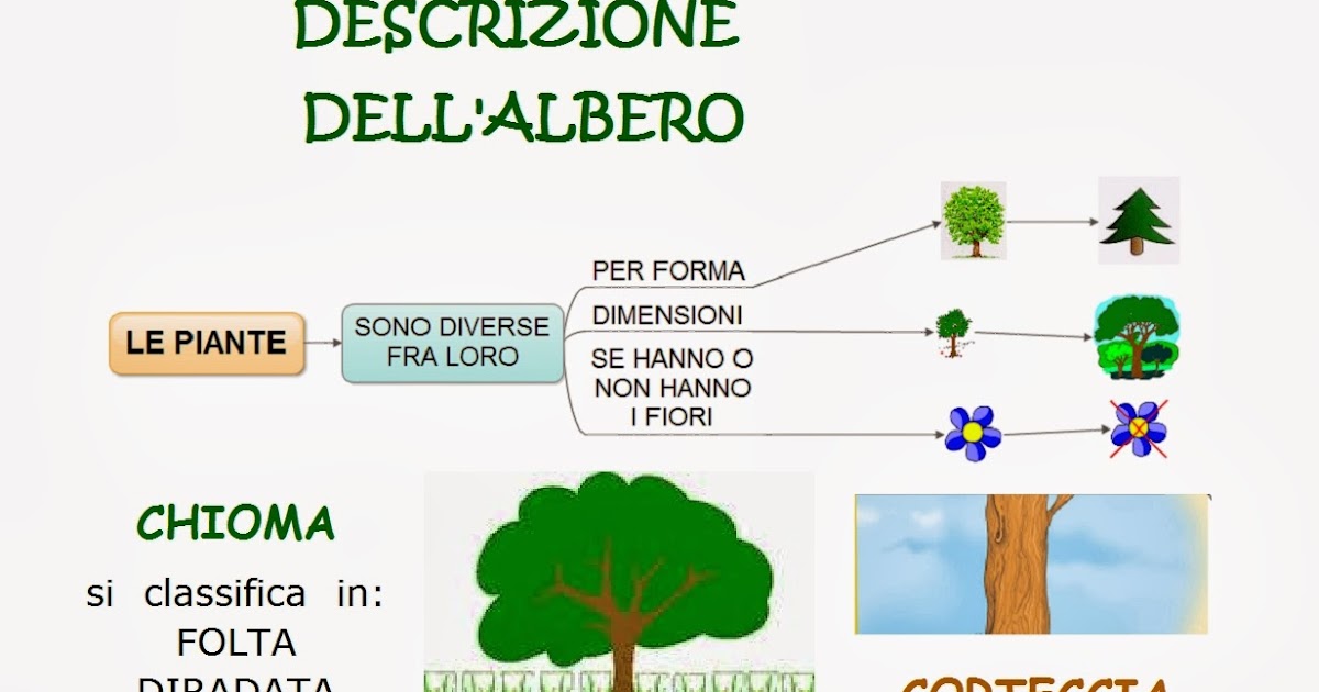 Descrizione Di Un Albero Scuola Primaria Paradiso delle mappe: Descrizione albero e foglie
