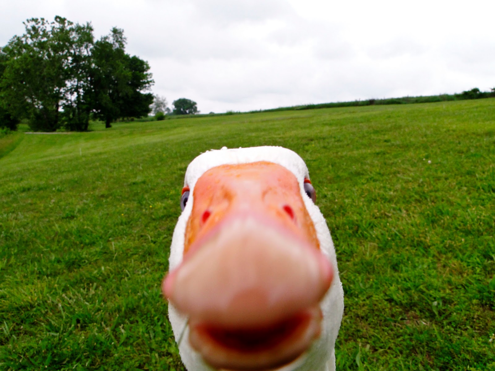 Awesome Duck Wallpapers thumb