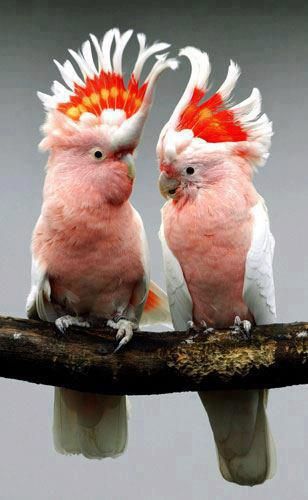 cockatoo birds for sale on los angeles ca