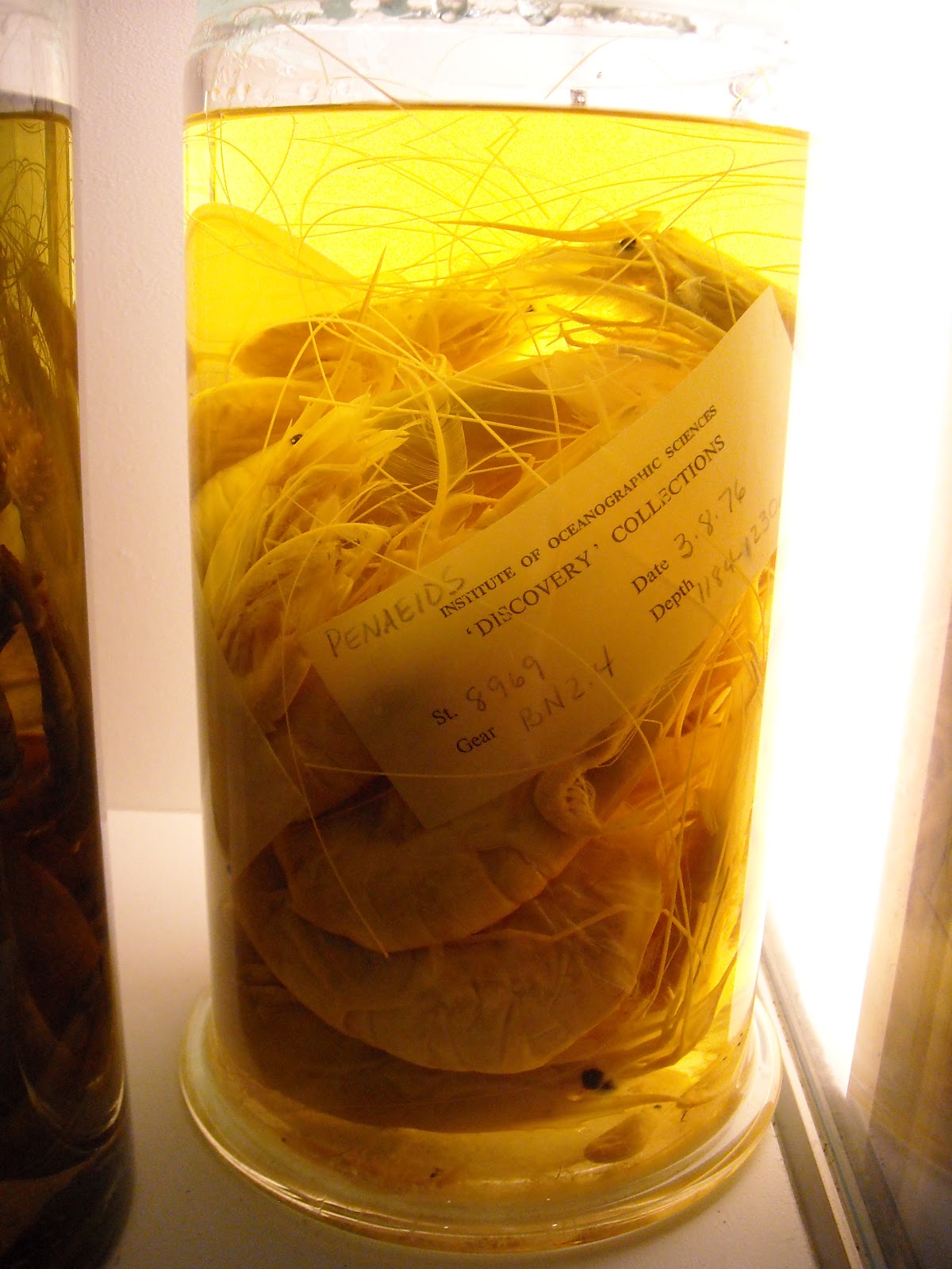 Prawns in a jar