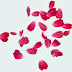 Pétalas de Rosas Caindo No Blogger - Exclusivo