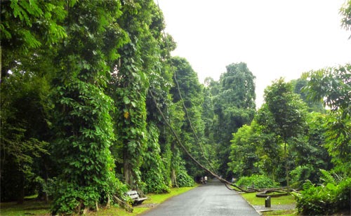 Wisata Ke Kebun Raya Bogor Wisata Ke Kebun Raya Bogor