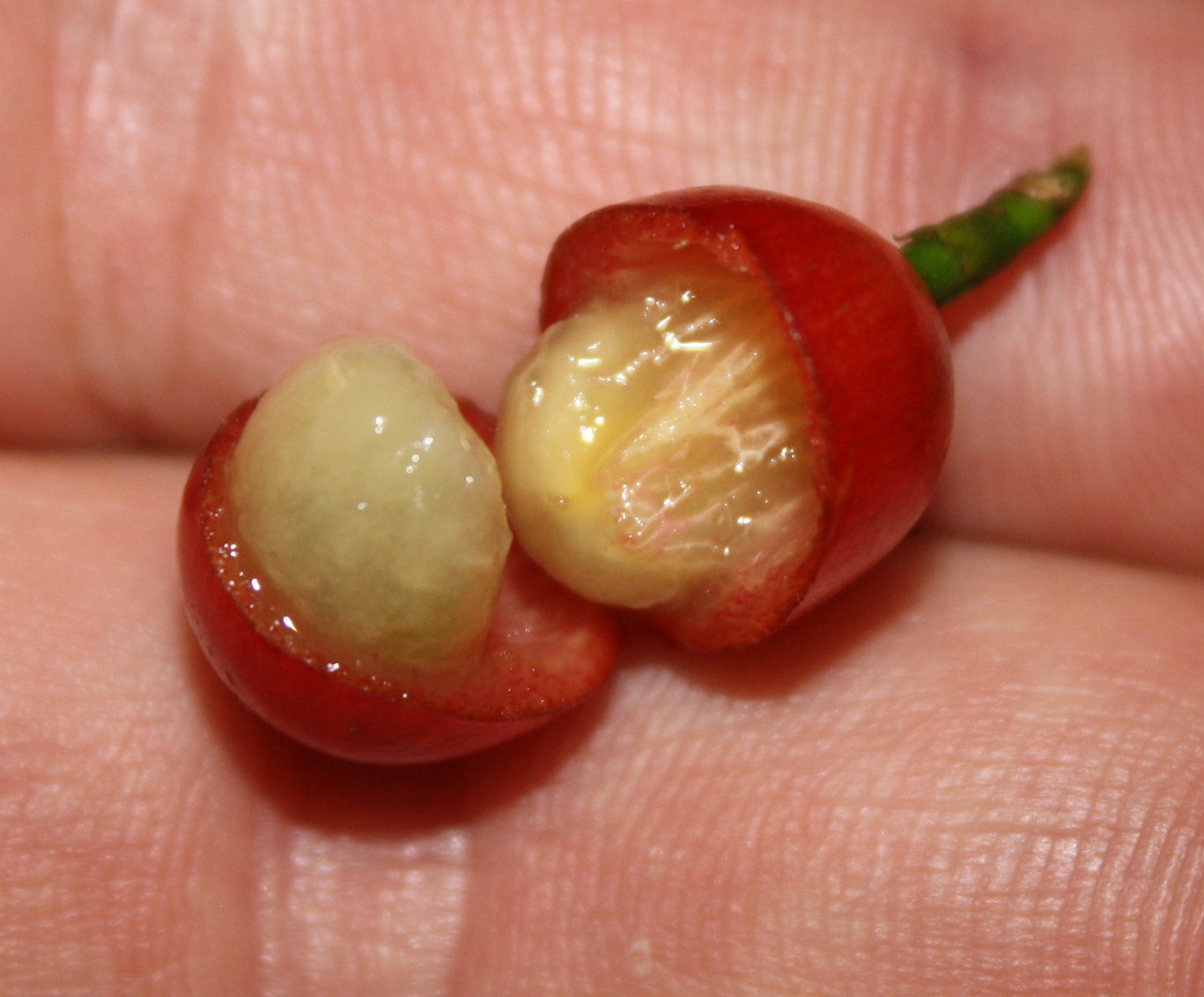 the great fruit hunt coffee berries / coffee cherries