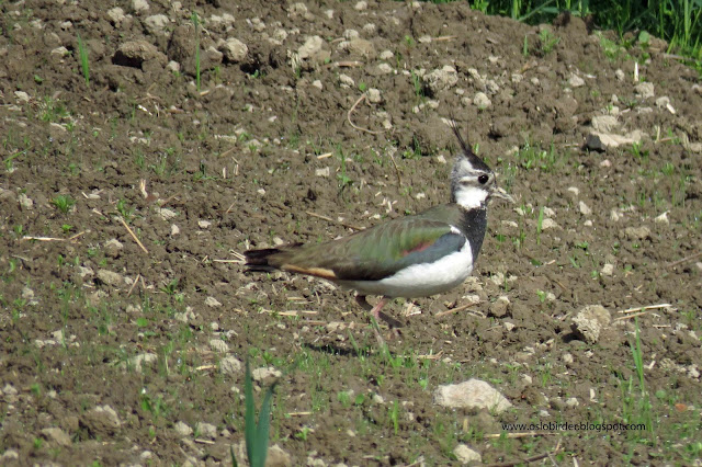 Lapwings close to fledging lapwing%2BIMG 5149%2Bcopy
