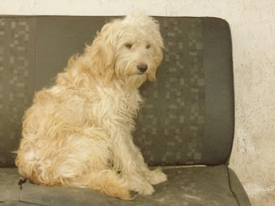 Fotos de cachorros poodles Fotos de cachorros poodles