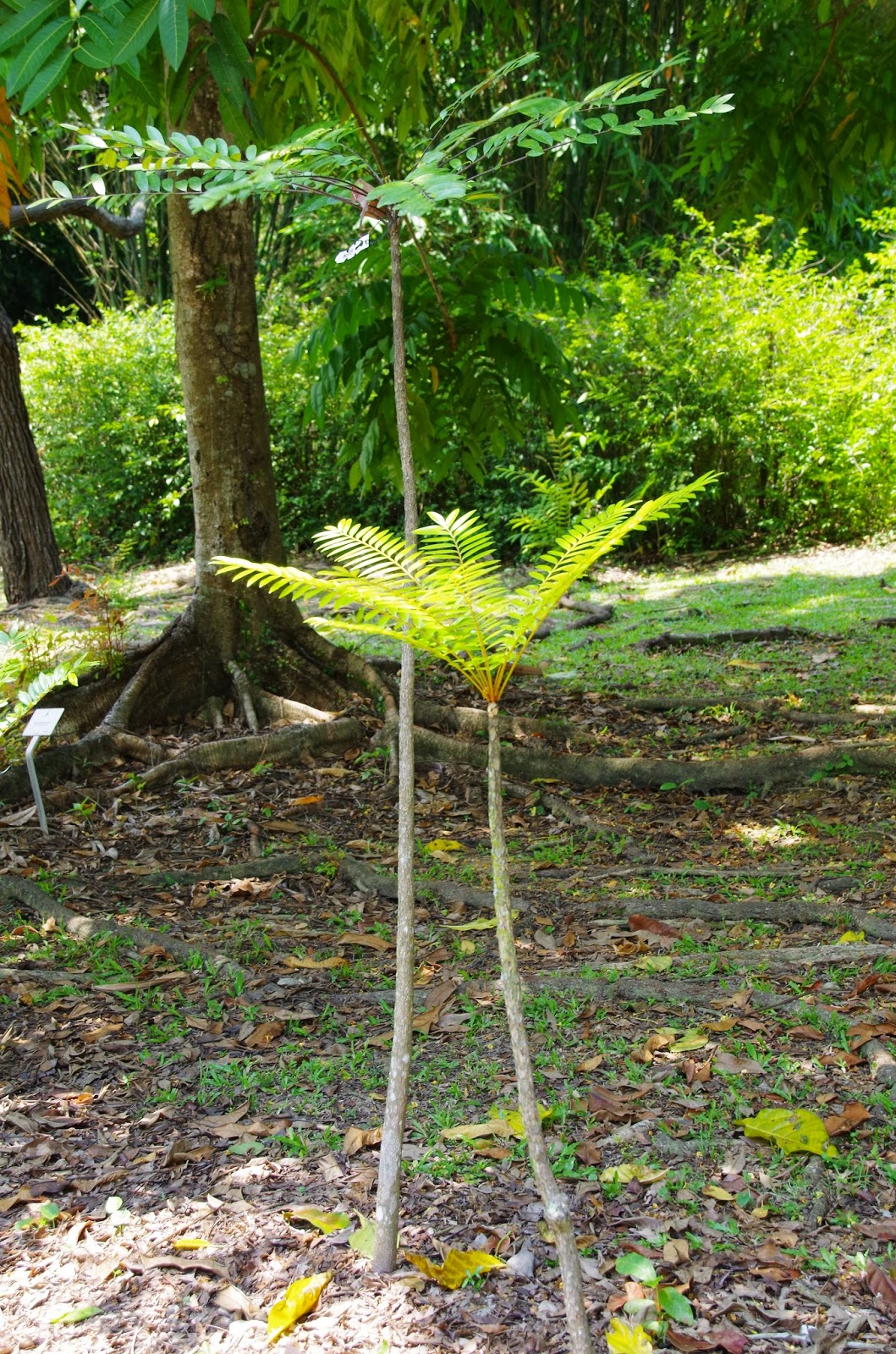 Trees and Plants Tongkat Ali