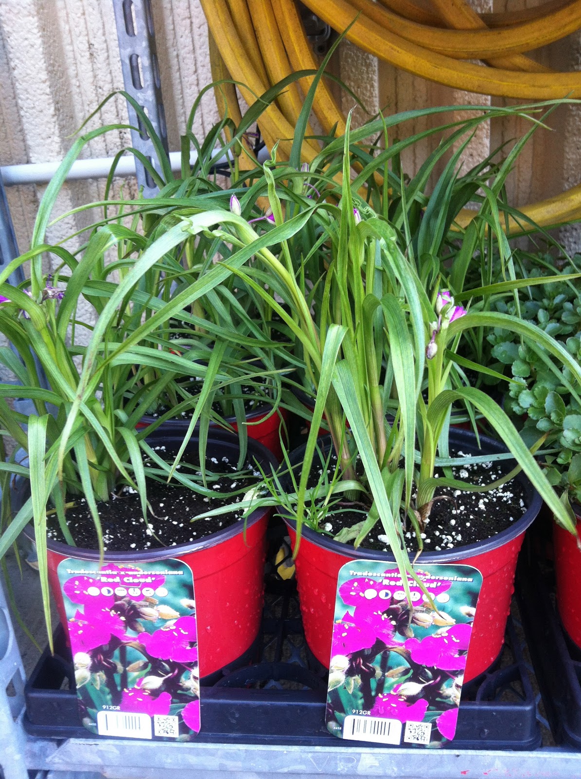 Meredith's Garden Blog May 2013