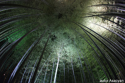 Bamboo forest in Kodaiji, Kyoto, Japan Wikimedia Commons Asacyan
