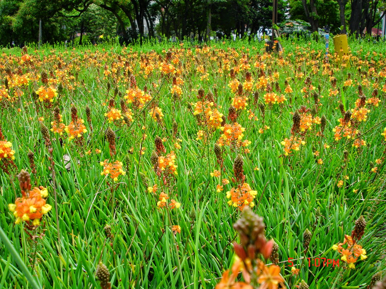 flor de jardim amarela: cantinho verde: BULBINE, CEBOLINHA-DE-JARDIM – ( Bulbine frutescens flor de jardim amarela: cantinho verde: BULBINE, CEBOLINHA-DE-JARDIM – ( Bulbine frutescens