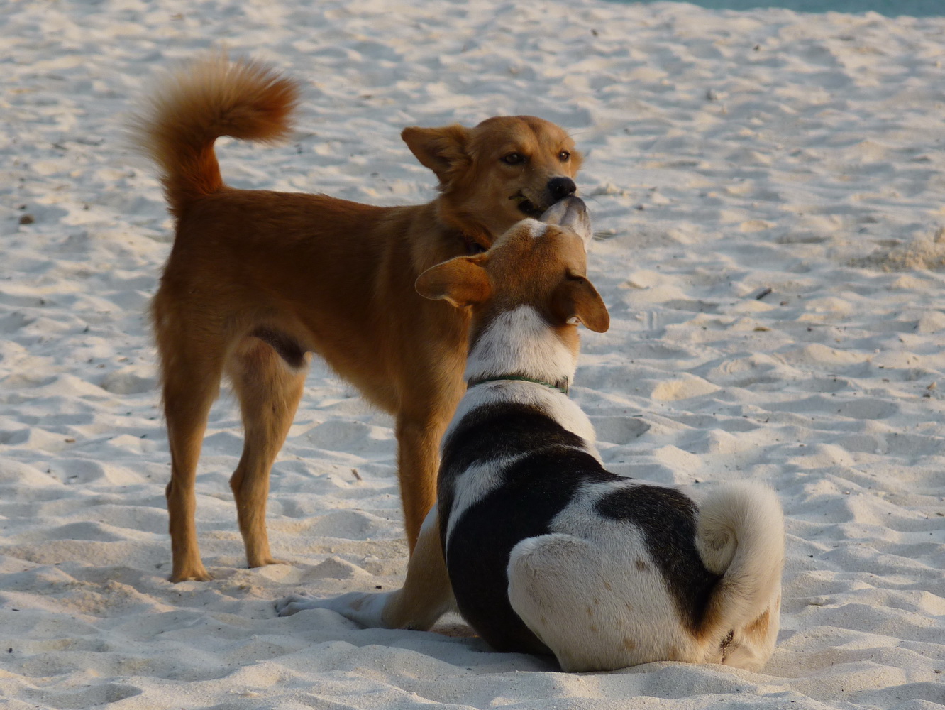 Treffpunkt Für Hunde