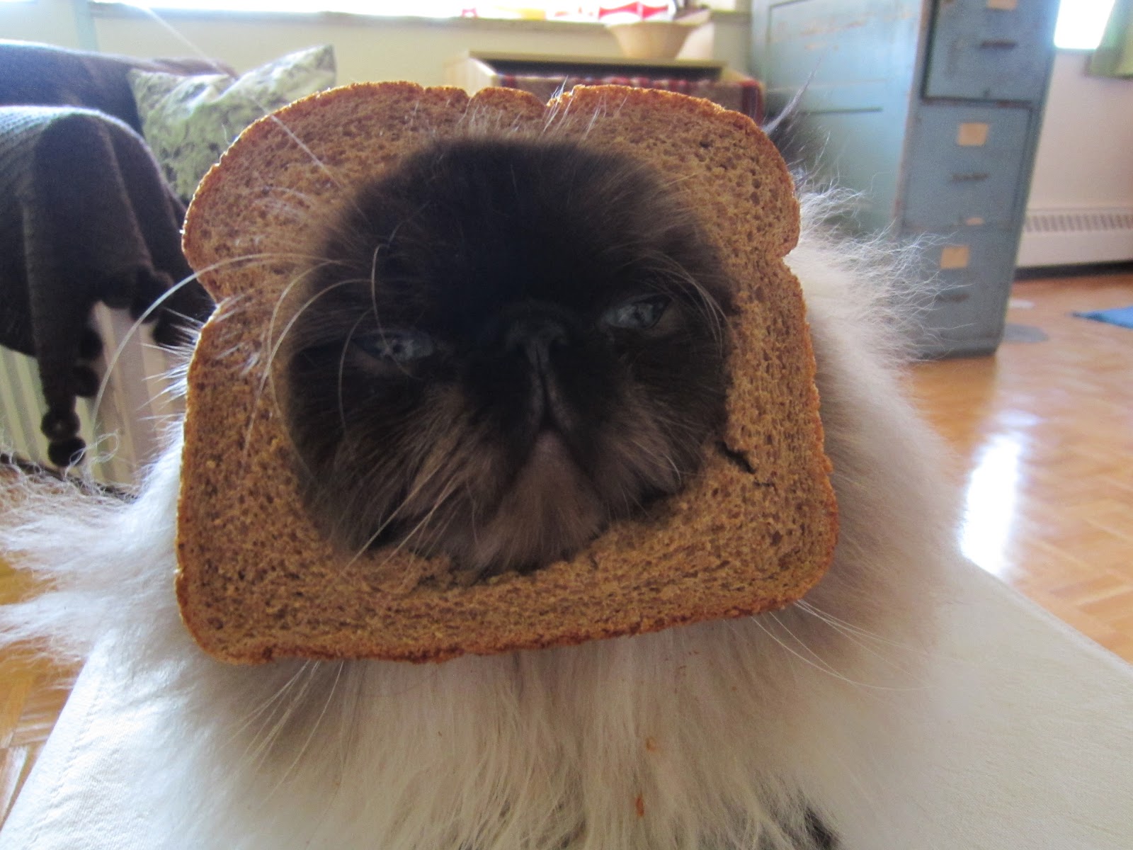 Kitten the Cat My InBread Cat, Kitten