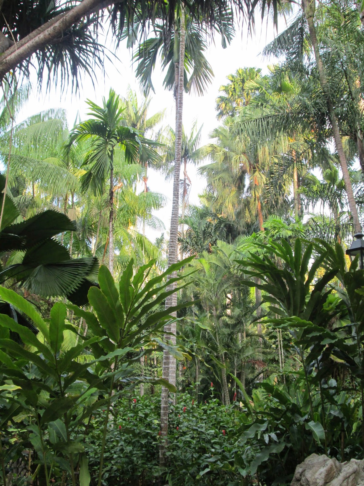 Singapore Botanical Garden