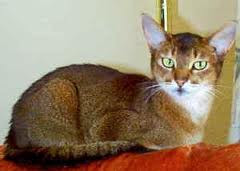 ruddy abyssinian cat - Tawny - Usual