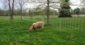 running sheep on hops running sheep on hops