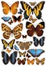 7 Gypsies BUTTERFLIES Color Rubbings