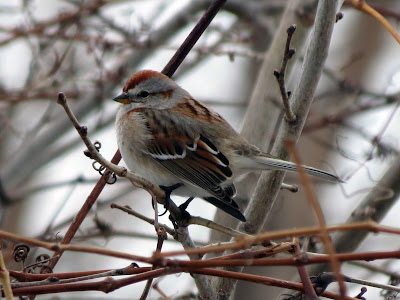 American Tree Sparrow, Lake Ontario Park, Kingston, Canada