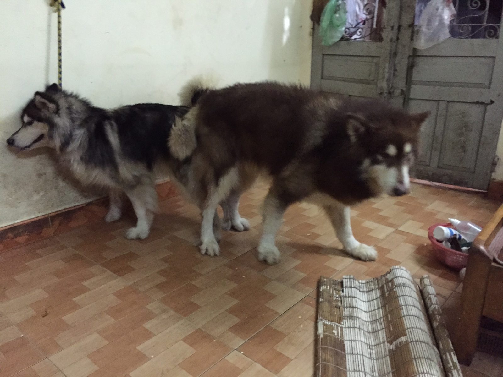 PÔPÔ ALASKA: Chuyên phối giống alaska và tư vấn sinh sản - 6