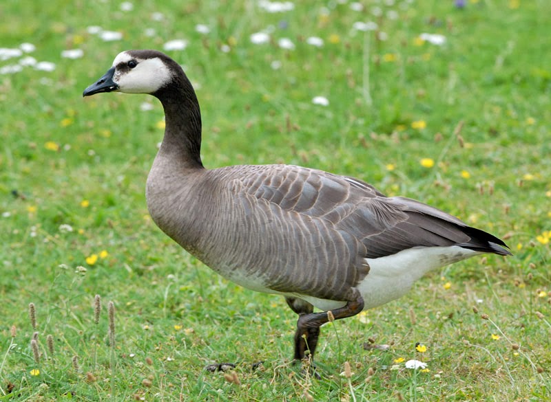 Bird Hybrids Swan Goose x Barnacle Goose