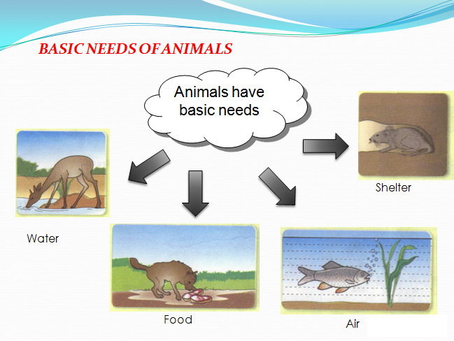 The 5 Basic Needs Of Animals - Lessons - Blendspace