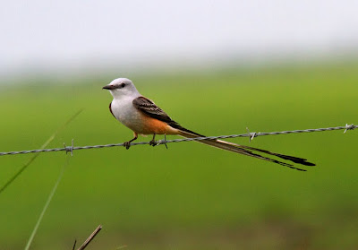 lost in birding the harbinger of spring texas 30 march lost in birding the harbinger of spring texas 30 march