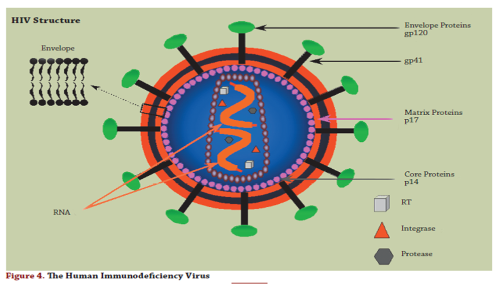 PATHOPHYSIOLOGY OF HIV/AIDS
