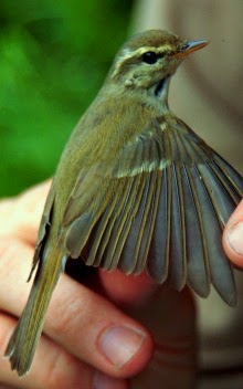 Phylloscopus trochiloides plumbeitarsus (Este de Siberia)