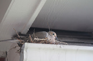 bird nest
