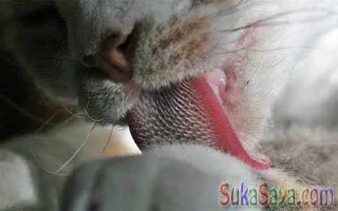 Kenapa Kucing Sering Menjilati Tubuhnya? Kenapa Kucing Sering Menjilati Tubuhnya?