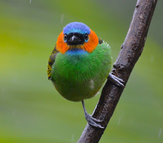 Red-Necked Tanager, Tangara cyanocephala