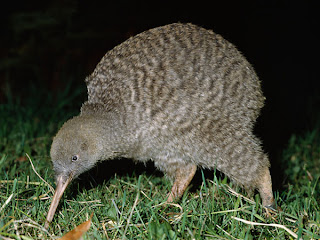 great spotted kiwi