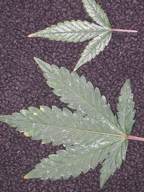 danos da mosca branca como cultivar maconha