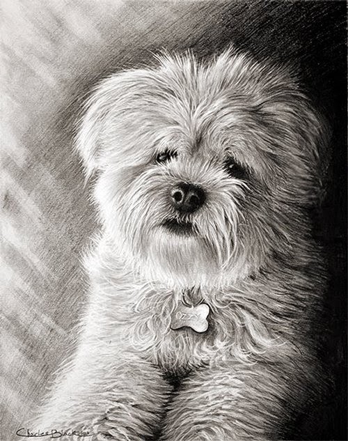 07-Charles-Black-Hyper-Realistic-Pencil-Drawings-of-Dogs-www-designstack-co