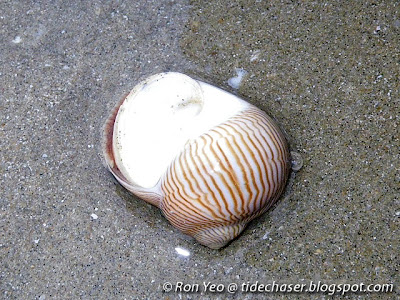 Lined Moon Snail (Natica lineata) Lined Moon Snail (Natica lineata)