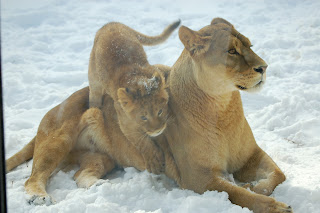 visit the zoo in winter
