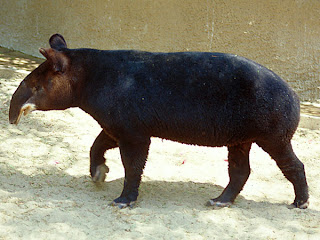 mountain tapir