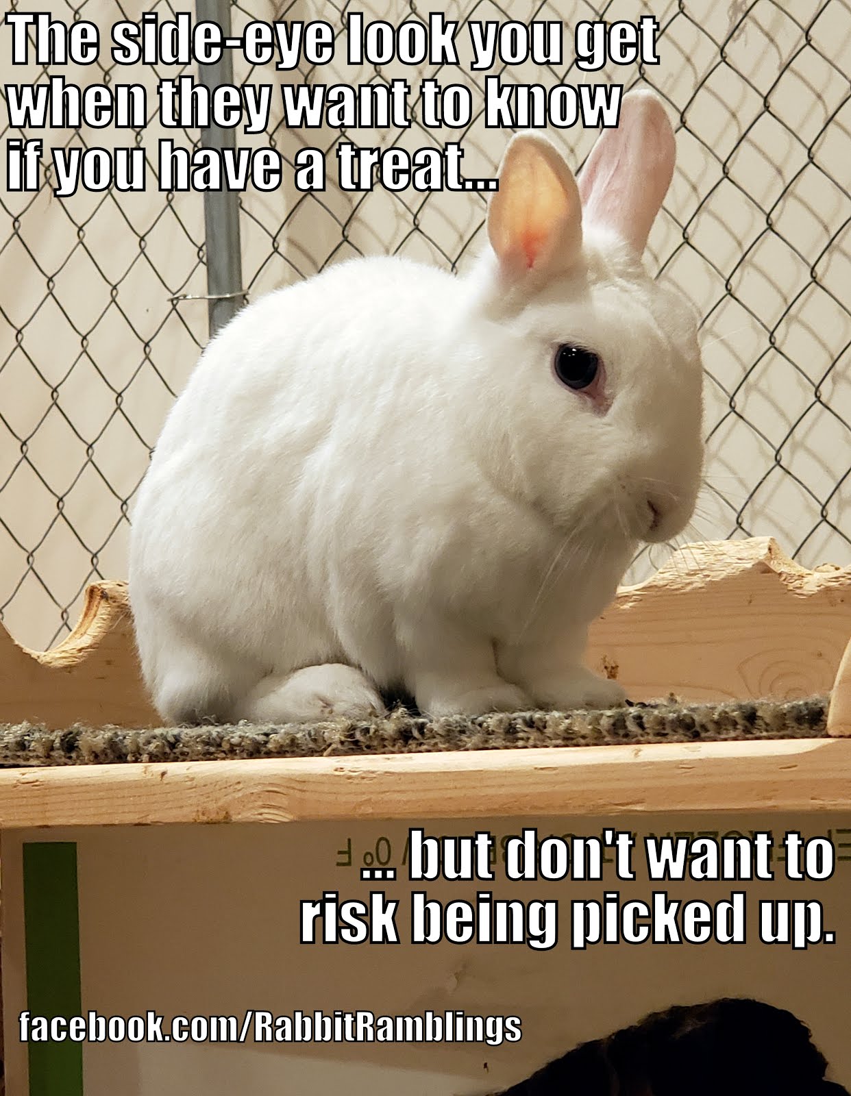 Rabbit Ramblings: Funny Bunny Memes