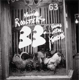 Live chickens for sale in a Hill District storefront, 1951, Pittsburgh
