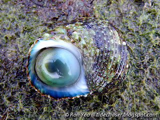 Ribbed Turban Snail (Turbo intercostalis) Ribbed Turban Snail (Turbo intercostalis)