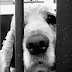 Aku Hanya Seekor Anjing Aku Hanya Seekor Anjing