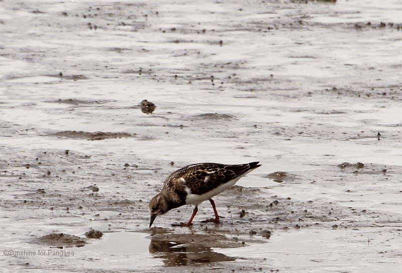 Ruddy Turnstone Ruddy Turnstone