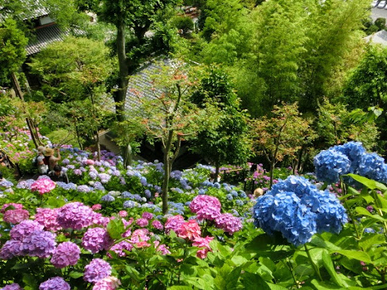 2020鎌倉 長谷寺のアジサイ情報 紫陽花が咲く観音山は七色浄土