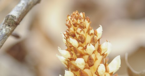 squaw root