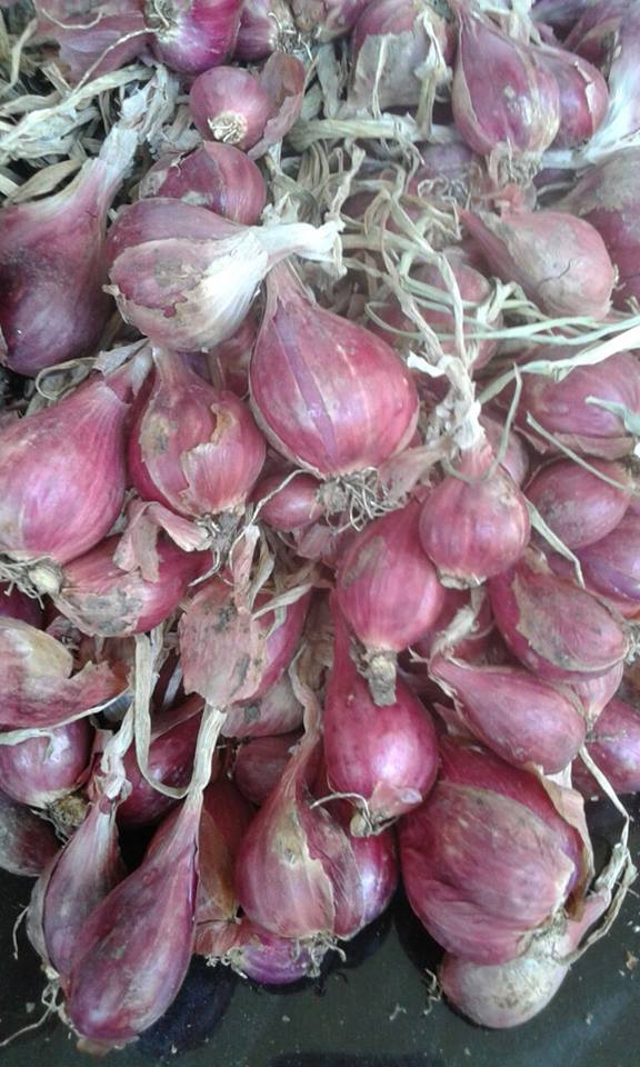jual bibit bawang merah bima brebes bersertifikat jual bibit bawang merah bima brebes bersertifikat