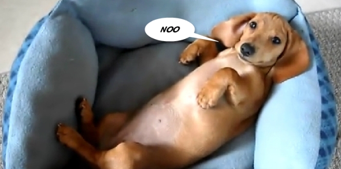 long haired mini pinscher