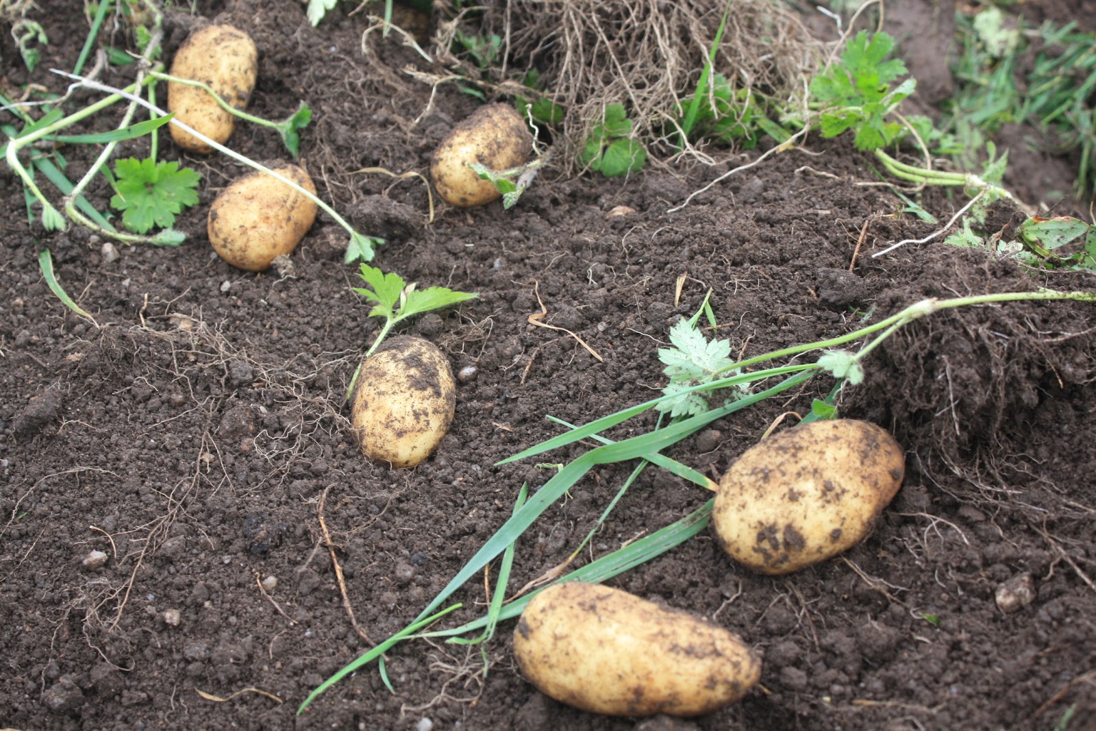 Bosavern Community Farm Lifting potatoes.