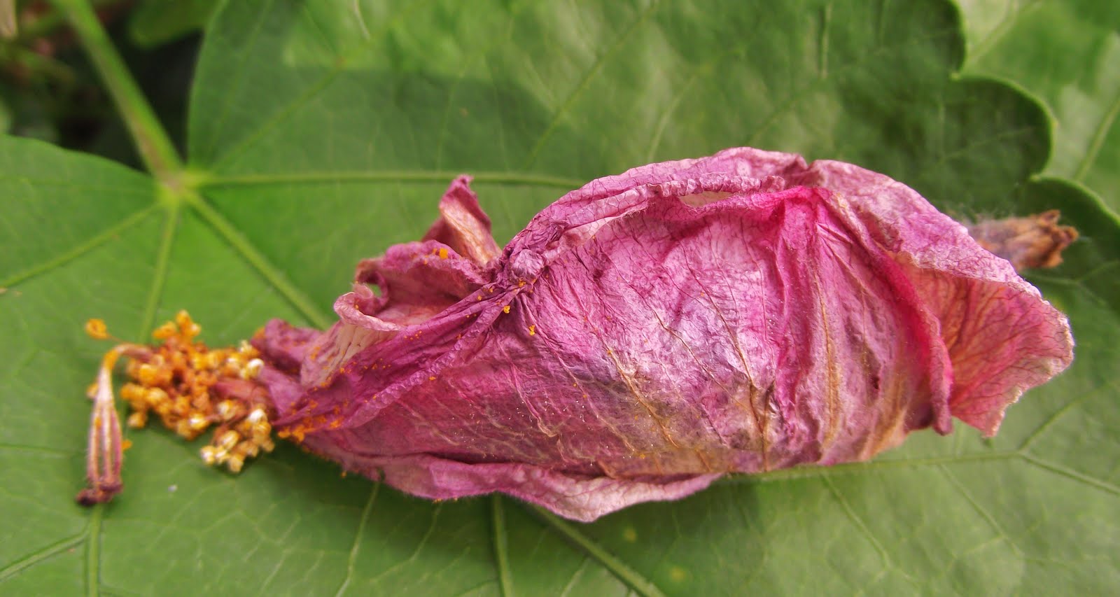 A WHITEWASHED COTTAGE Lifespan Of The Hibiscus Flower