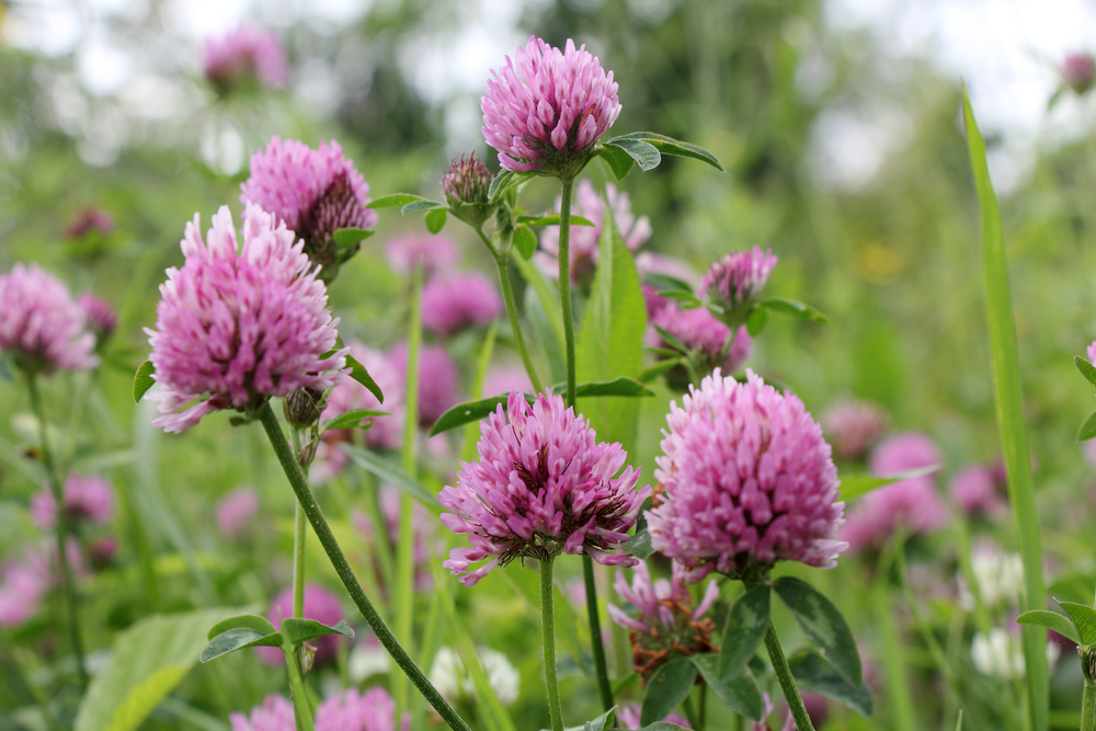 trifolium pratense