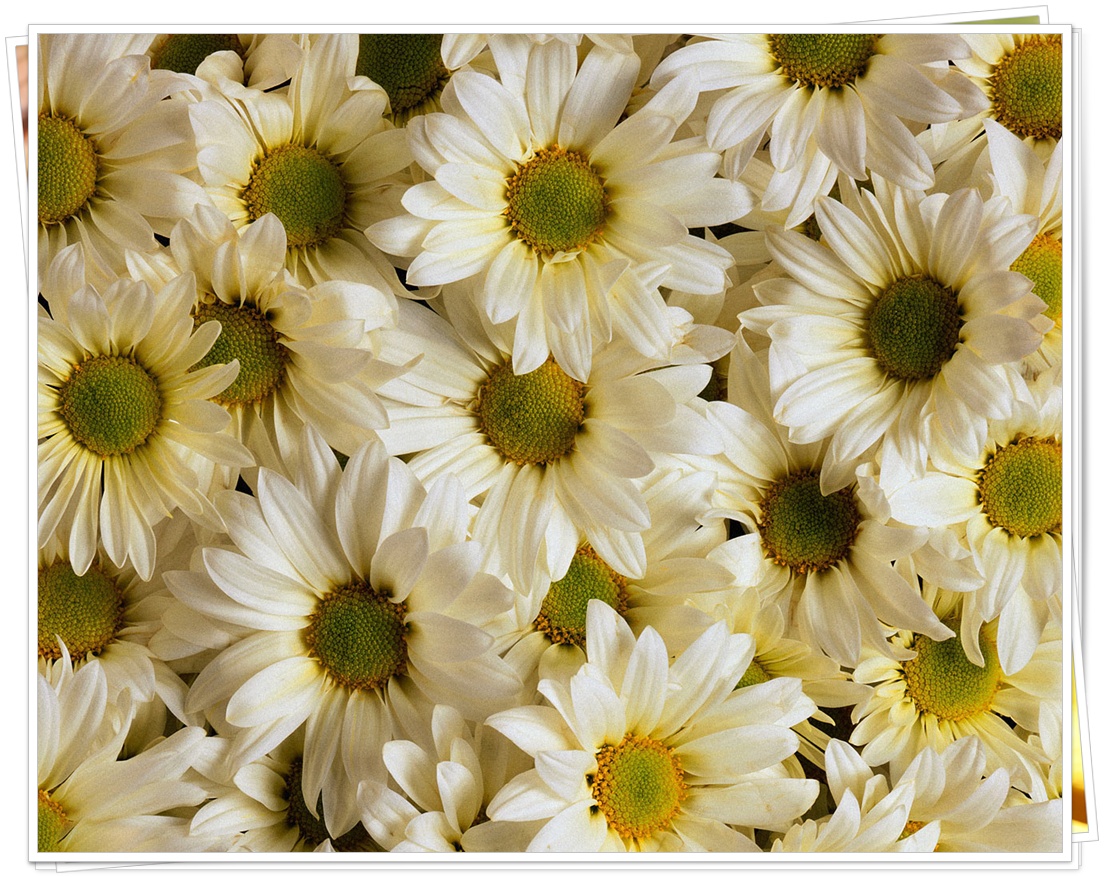 http://4.bp.blogspot.com/-BY5s5oGY2tY/TqHWHqri24I/AAAAAAAA4dc/DbFxEZQ2tmc/s1600/Daisies_Bellis_Perennis_Wallpaper.jpg