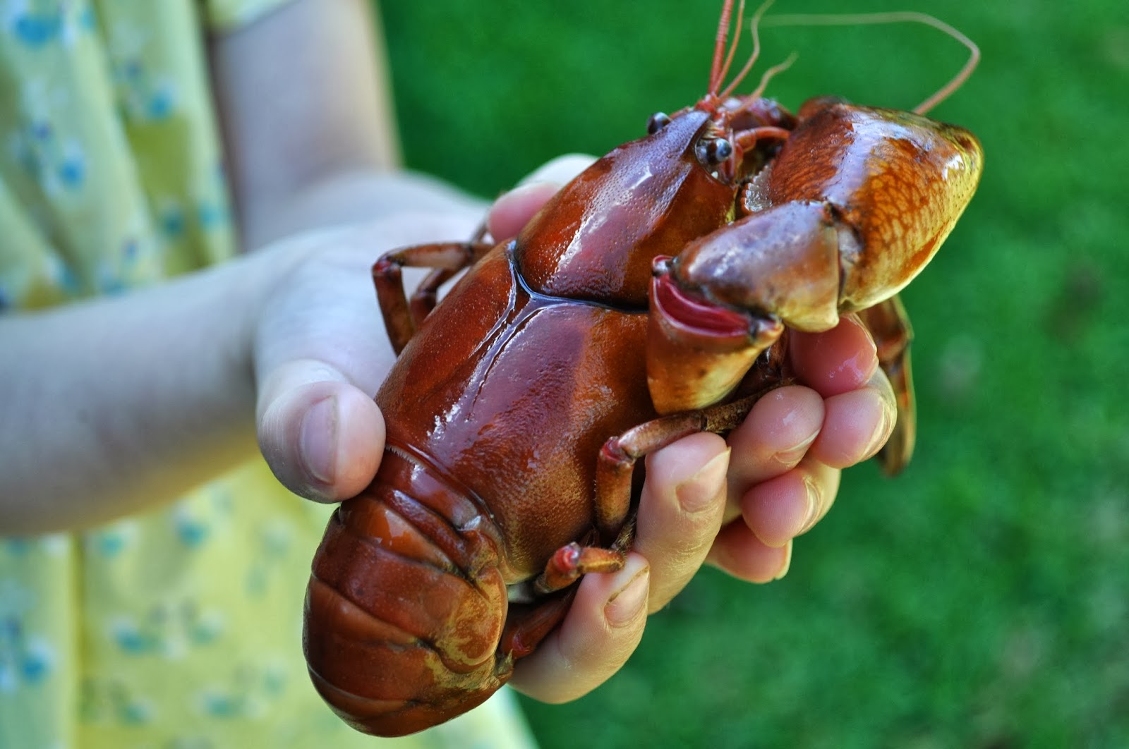 Town Mouse Country Mouse Our Visit to the Yabby farm