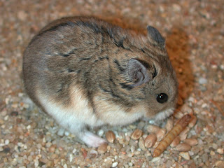 Hamster Campbel